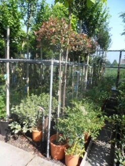 Glansmispel Op Stam (Photinia Fraseri 'Little Red Robin') -Aanbiedingen Groene Hekken Winkel photinia fraseri little red robin 150stam c20 2