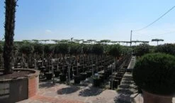 Glansmispel Op Stam (Photinia Fraseri 'Little Red Robin') -Aanbiedingen Groene Hekken Winkel photinia fraseri little red robin halfstam 1