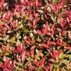 Glansmispel (Photinia Fraseri 'Mandarino') 1 Glansmispel (Photinia Fraseri 'Mandarino') -Aanbiedingen Groene Hekken Winkel photinia fraseri mandarino 1