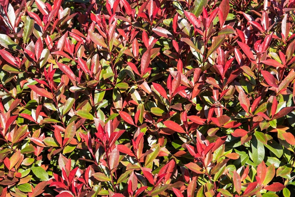 Glansmispel (Photinia Fraseri 'Mandarino') 3 Glansmispel (Photinia Fraseri 'Mandarino')