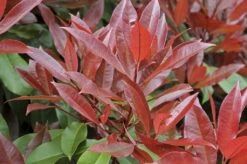Glansmispel Meeneemhaag (Photinia Fraseri 'Red Robin') -Aanbiedingen Groene Hekken Winkel photinia fraseri red robin01 4 1