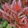Glansmispel Op Stam (Photinia Fraseri 'Red Robin') 1 Glansmispel Op Stam (Photinia Fraseri 'Red Robin') -Aanbiedingen Groene Hekken Winkel photinia fraseri red robin01 6