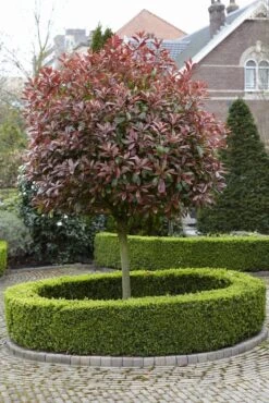 Glansmispel Als Boom (Photinia Fraseri 'Red Robin') -Aanbiedingen Groene Hekken Winkel photinia fraseri red robin02