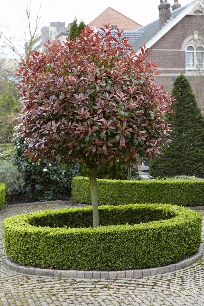 Glansmispel Als Boom (Photinia Fraseri 'Red Robin') 6 Glansmispel Als Boom (Photinia Fraseri 'Red Robin') - Afbeelding 4