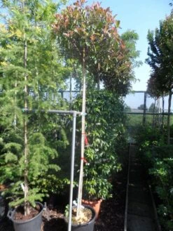Glansmispel Als Boom (Photinia Fraseri 'Red Robin') -Aanbiedingen Groene Hekken Winkel photinia fraseri red robin 10 12ho cont 2
