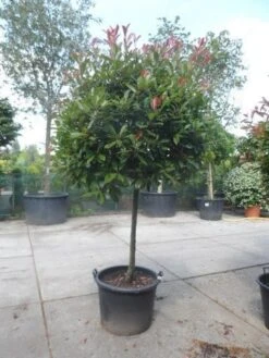 Glansmispel Op Stam (Photinia Fraseri 'Red Robin') -Aanbiedingen Groene Hekken Winkel photinia fraseri red robin 100stam c160 solitair 2