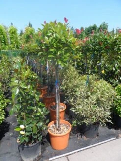 Glansmispel Op Stam (Photinia Fraseri 'Red Robin') -Aanbiedingen Groene Hekken Winkel photinia fraseri red robin 100stam c20 2