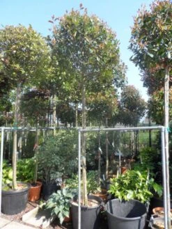 Glansmispel Als Boom (Photinia Fraseri 'Red Robin') -Aanbiedingen Groene Hekken Winkel photinia fraseri red robin 12 14 16ho cont 3