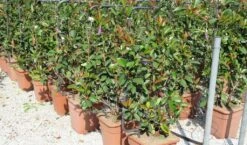 Glansmispel Als Leivorm (Photinia Fraseri 'Red Robin') -Aanbiedingen Groene Hekken Winkel photinia fraseri red robin 52x110 leivorm 2
