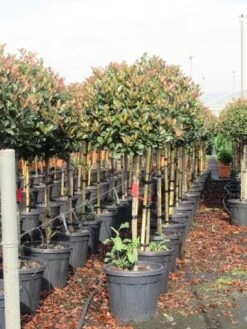 Glansmispel Op Stam (Photinia Fraseri 'Red Robin') 39 Glansmispel Op Stam (Photinia Fraseri 'Red Robin') -Aanbiedingen Groene Hekken Winkel photinia fraseri red robin halfstam 6 1