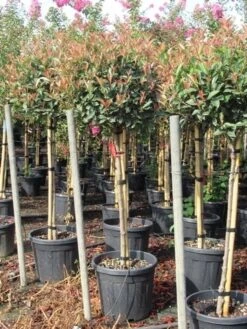 Glansmispel Op Stam (Photinia Fraseri 'Red Robin') 40 Glansmispel Op Stam (Photinia Fraseri 'Red Robin') -Aanbiedingen Groene Hekken Winkel photinia fraseri red robin halfstam 7 1