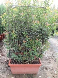 Glansmispel Als Leivorm (Photinia Fraseri 'Red Robin') -Aanbiedingen Groene Hekken Winkel photinia fraseri red robin leivorm 80x120 1