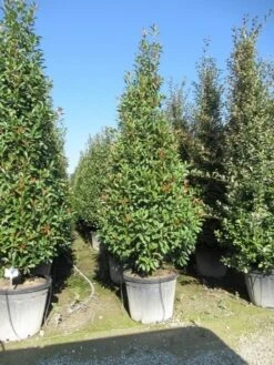 Glansmispel, Pyramide (Photinia Fraseri 'Red Robin' ) -Aanbiedingen Groene Hekken Winkel photinia fraseri red robin piramide