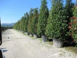 Glansmispel, Pyramide (Photinia Fraseri 'Red Robin' ) -Aanbiedingen Groene Hekken Winkel photinia fraseri red robin piramide 2 1