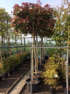 Glansmispel Als Leiboom (Photinia Fraseri 'Red Robin') 9 Glansmispel Als Leiboom (Photinia Fraseri 'Red Robin') -Aanbiedingen Groene Hekken Winkel photinia lei 10 12cm 3