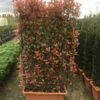 Glansmispel Meeneemhaag (Photinia Fraseri 'Red Robin') -Aanbiedingen Groene Hekken Winkel photinia r.robin compacta spalliera h120x80 fioriera 1