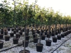 Glansmispel Halfstam Als Leiboom (Photinia Fraseri 'Red Robin') -Aanbiedingen Groene Hekken Winkel photinia red robin 130cm stem leivorm 1