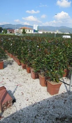 Glansmispel Als Leivorm (Photinia Fraseri 'Red Robin') -Aanbiedingen Groene Hekken Winkel photinia red robin 52x110 leivorm 1