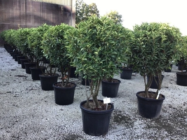 Meerstammige Glansmispel (Photinia Fraseri 'Red Robin') 3 Meerstammige Glansmispel (Photinia Fraseri 'Red Robin')