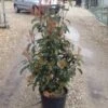 Glansmispel (Photinia 'Robusta Compacta') -Aanbiedingen Groene Hekken Winkel photinia robusta compacta 1
