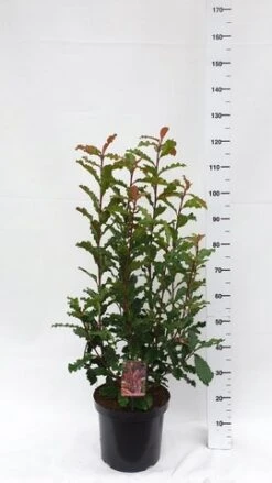 Glansmispel (Photinia Serratifolia ‘Crunchy’) -Aanbiedingen Groene Hekken Winkel photinia serratifolia crunchy week 45 2019 1600x1200
