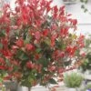 Glansmispel Op Stam (Photinia Fraseri 'Little Red Robin') -Aanbiedingen Groene Hekken Winkel photinia x fraseri little red robin01 2