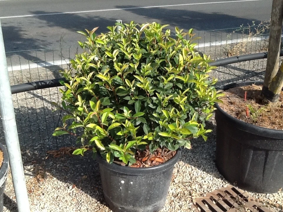 Glansmispel Als Bolvorm (Photinia Fraseri 'Carré Rouge') 5 Glansmispel Als Bolvorm (Photinia Fraseri 'Carré Rouge') - Afbeelding 3