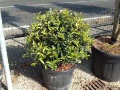Glansmispel Als Bolvorm (Photinia Fraseri 'Carré Rouge') 8 Glansmispel Als Bolvorm (Photinia Fraseri 'Carré Rouge') -Aanbiedingen Groene Hekken Winkel photiniacarrerougebal02