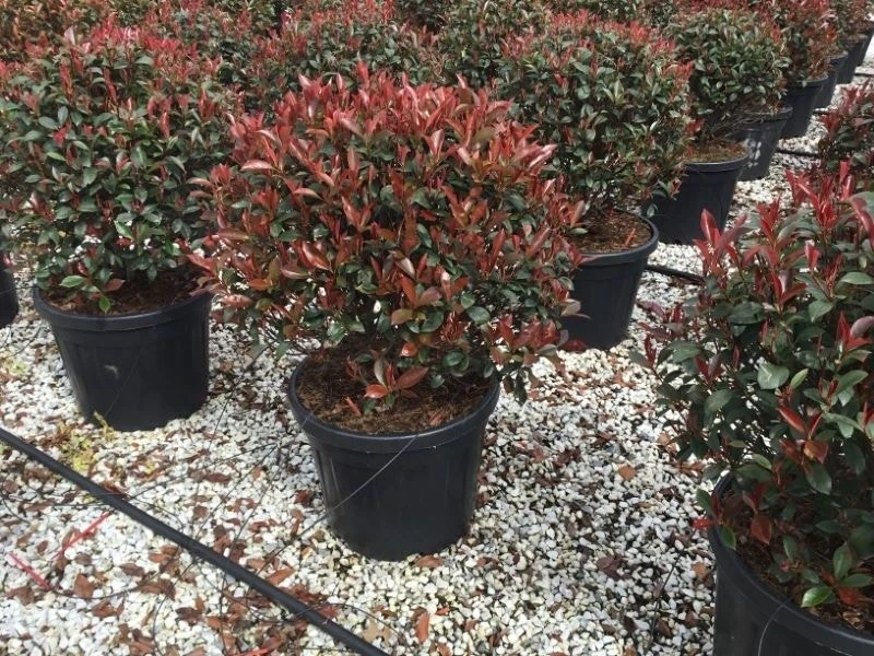 Glansmispel Als Bolvorm (Photinia Fraseri 'Carré Rouge') 4 Glansmispel Als Bolvorm (Photinia Fraseri 'Carré Rouge') - Afbeelding 2