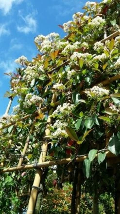 Glansmispel Als Leiboom (Photinia Fraseri 'Red Robin') 11 Glansmispel Als Leiboom (Photinia Fraseri 'Red Robin') -Aanbiedingen Groene Hekken Winkel photinialeiboom01 3