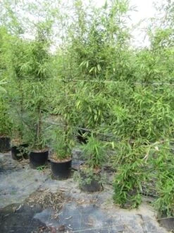 Bamboe (Phyllostachys Aurea) -Aanbiedingen Groene Hekken Winkel phyllostachys