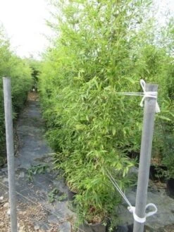 Bamboe (Phyllostachys Aurea) -Aanbiedingen Groene Hekken Winkel phyllostachys 2