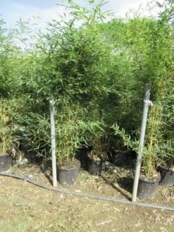 Bamboe (Phyllostachys Aurea) -Aanbiedingen Groene Hekken Winkel phyllostachys 3