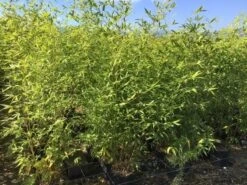 Bamboe (Phyllostachys Aurea) -Aanbiedingen Groene Hekken Winkel phyllostachys aurea 100 125cm c5