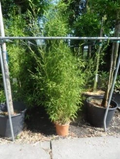 Bamboe (Phyllostachys Aurea) -Aanbiedingen Groene Hekken Winkel phyllostachys aurea 150 175 c12