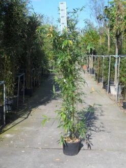 Bamboe (Phyllostachys Aurea) -Aanbiedingen Groene Hekken Winkel phyllostachys aurea 150 200 c12