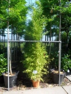 Bamboe (Phyllostachys Aurea) -Aanbiedingen Groene Hekken Winkel phyllostachys aurea 175 200 c12