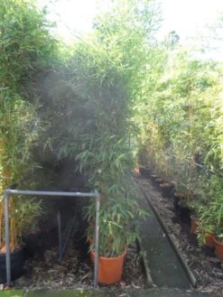 Bamboe (Phyllostachys Aurea) -Aanbiedingen Groene Hekken Winkel phyllostachys aurea 200 250 c25