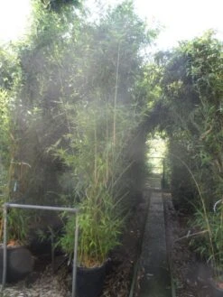 Bamboe (Phyllostachys Aurea) -Aanbiedingen Groene Hekken Winkel phyllostachys aurea 250 300 c35