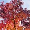 Grote Amberboom (Liquidambar Styraciflua 'Worplesdon') -Aanbiedingen Groene Hekken Winkel pica00018 1