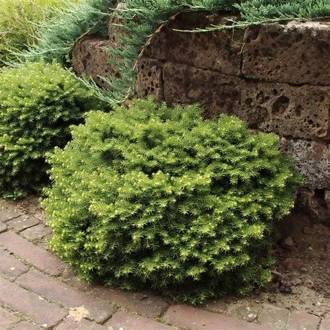 Kussenspar (Picea Abies 'Little Gem') 5 Kussenspar (Picea Abies 'Little Gem') - Afbeelding 3