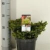Kussenspar (Picea Abies 'Little Gem') 2 Kussenspar (Picea Abies 'Little Gem') -Aanbiedingen Groene Hekken Winkel picea abies little gem winter c3 m 1