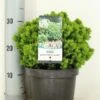 Kogelspar (Picea Glauca 'Alberta Globe') -Aanbiedingen Groene Hekken Winkel picea glauca alberta globe zomer c3 m