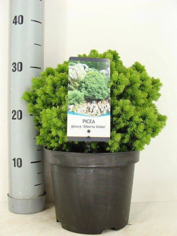 Kogelspar (Picea Glauca 'Alberta Globe') 3 Kogelspar (Picea Glauca 'Alberta Globe')