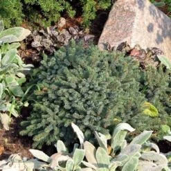 Dwergspar (Picea Glauca 'Echiniformis') -Aanbiedingen Groene Hekken Winkel picea glauca echiniformis