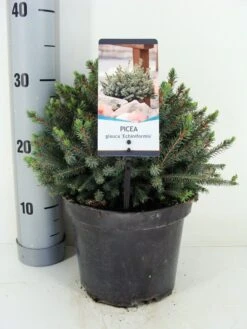 Dwergspar (Picea Glauca 'Echiniformis') -Aanbiedingen Groene Hekken Winkel picea glauca echiniformis zomer c3 m