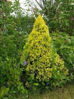 Witte Alberta Spar (Picea Glauca 'J.W. Daisy's White') -Aanbiedingen Groene Hekken Winkel picea glauca j.w. daisy s white