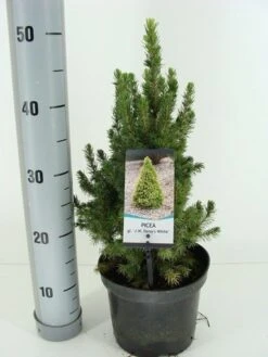 Witte Alberta Spar (Picea Glauca 'J.W. Daisy's White') -Aanbiedingen Groene Hekken Winkel picea glauca j.w. daisy s white winter c3 m