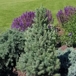Blauwe Alberta Spar (Picea Glauca Sander's Blue) -Aanbiedingen Groene Hekken Winkel picea glauca sander s blue