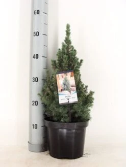 Blauwe Alberta Spar (Picea Glauca Sander's Blue) -Aanbiedingen Groene Hekken Winkel picea glauca sander s blue 30 40 c3 m